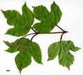 SpeciesSub: var. calvescens